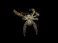 L'une des araignées croisées durant ce séjour. © Billy Herman