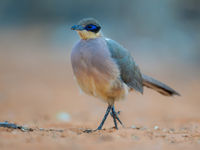 Ce Running Coua parade dans la plaine. © Billy Herman