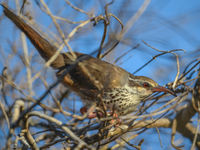 Le Subdesert Mesite est un oiseau très particulier, rappelant les Thrasher d'Amérique du Nord. © Billy Herman