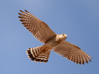 On peut généralement compter sur le Madagascar Kestrel dans le milieux forestiers ouverts. © Billy Herman