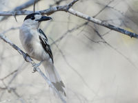 Le Hook-billed Vanga possède des airs de pie-grièche. © Billy Herman