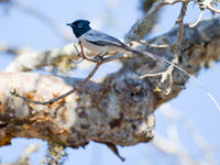 La queue du Madagascar Paradise Flycatcher est au-moins deux fois aussi longue que l'oiseau lui-même. © Billy Herman