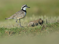 Le Madagascan Plover, une espèce plutôt courante dans les milieux ouverts. © Billy Herman