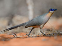 Ce Running Coua scrute le sol de la forêt à la recherche de lézards. © Billy Herman