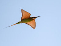 Un Olive Bee-eater traverse les airs à la recherche de nourriture. © Billy Herman