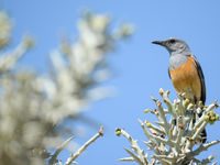 Un Forest Rock-thrush sur son poste d'observation. © Billy Herman