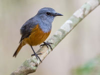 Portrait d'un Forest Rock-thrush, une espèce endémique. © Billy Herman