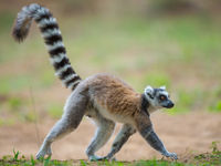 Un Ring-tailed Lemur traverse le chemin. © Billy Herman