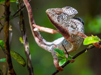 Les changements de couleurs réalisés par certains caméléons sont réellement impressionants. © Billy Herman