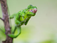 Ce caméléon se prépare à faire feu. © Billy Herman