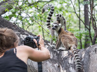 Annelies en plein shooting des Ring-tailed Lemurs. © Billy Herman