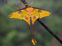 La famile des Saturnidae est réputée pour ses papillons nocturnes magnifiques et défiant toute imagination. © Billy Herman