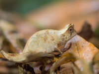 Les Brookesia font partie des caméléons les plus particuliers du pays. © Billy Herman