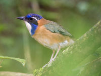 Le Pitta-like Ground Roller porte parfaitement son nom. © Billy Herman