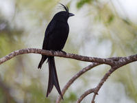 Un Crested Drongo à proximité de son nid. © Billy Herman