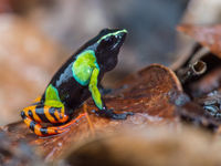 Barron's Mantella, l'une des espèces les plus toxiques de Madagascar! © Billy Herman