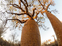 Photographier les baobabs avec le fisheye donne des images uniques. © Billy Herman