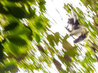 Une photo abstraite d'un indri traversant la forêt à toute allure. © Billy Herman