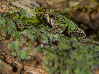 Une Green Burrowing Frog explore les environs. © Billy Herman