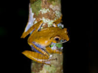 Madagascar abrite des centaines d'amphibiens endémiques. © Billy Herman