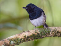 Le Madagascar Magpie-robin se repère souvent grâce à son cri retentissant. © Billy Herman