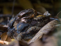 Un Madagascar Nightjar sur son nid, avec un jeune en-dessous. © Billy Herman