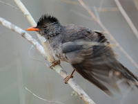 Le Malagasy Bulbul fait partie des quelques espèces de bulbuls que l'on peut observer sur l'île. © Billy Herman