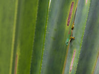 L'un des gekkos les plus nombreux de Madagascar. © Billy Herman