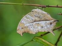 En forêt, nous croisons de spectaculaires papillons. © Billy Herman