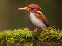 Le Madagascar Pygmy Kingfisher, fait partie plus mignons martins-pêcheurs.  © Billy Herman