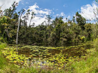 Un plan d'eau en lisière de forêt. © Billy Herman