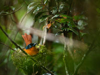 Een vrouwtje Malagasy paradise-flycatcher op het nest. © Samuel De Rycke