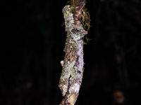 Een gekko van het geslacht Uroplatus, met die spectaculaire franjes aan kop en tenen. © Samuel De Rycke