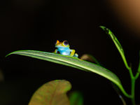 Een soort boomkikker uit het geslacht Boophis. © Samuel De Rycke