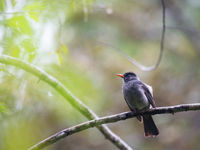 Malagasy bulbul, een doelsoort op deze reis. © Samuel De Rycke