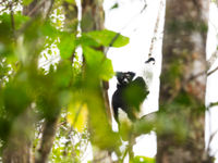 Een indri staart ons aan. © Samuel De Rycke