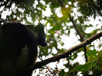 Indri in zit in de boomkruinen. © Samuel De Rycke