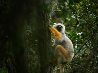 Een diademed sifaka slingert door het bos. © Samuel De Rycke