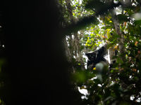 Indri, de grootste van de lemurs en tevens bedreigd. © Samuel De Rycke