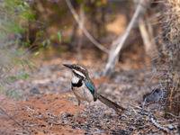 Madagascar staat bekend om z'n ground rollers en deze long-tailed ground-roller is daar zeker een van de mooiere soorten van! © Samuel De Rycke