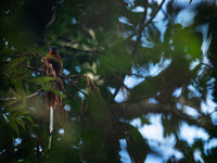 Malagasy paradise flycatcher, met die prachtige verlengde staartpennen. © Samuel De Rycke
