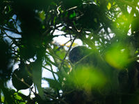 Madagascar is de thuishaven van maarliefst 100 soorten lemurs! Hier een eastern woolly lemur. © Samuel De Rycke