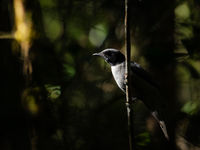 Een Madagascan cuckooshrike geniet van het ochtendlicht. © Samuel De Rycke