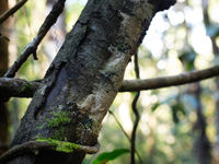 Gekko's van het geslacht Uroplatus staan bekend om hun spectaculaire camouflage. © Samuel De Rycke