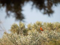 Als een sterk gekleurd landmark zie je de red fody steeds in de toppen van de struiken zitten. © Samuel De Rycke