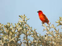 Red fody's zijn prachtig gekleurd. © Samuel De Rycke