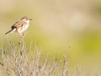 Madagascan cisticola, een soort die het niet moet hebben van z'n schoonheid of zang, maar van het karakter! © Samuel De Rycke