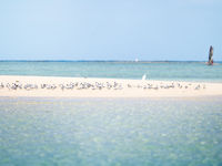 Een zandbank die wemelt van de grote kuifsterns. © Samuel De Rycke