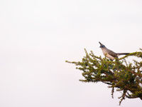 Een crested coua alarmeert vanop z'n uitkijkpost. © Samuel De Rycke