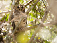 Deze white-browed owl was een leuke extra tijdens onze hike doorheen het droge Madagascar. © Samuel De Rycke